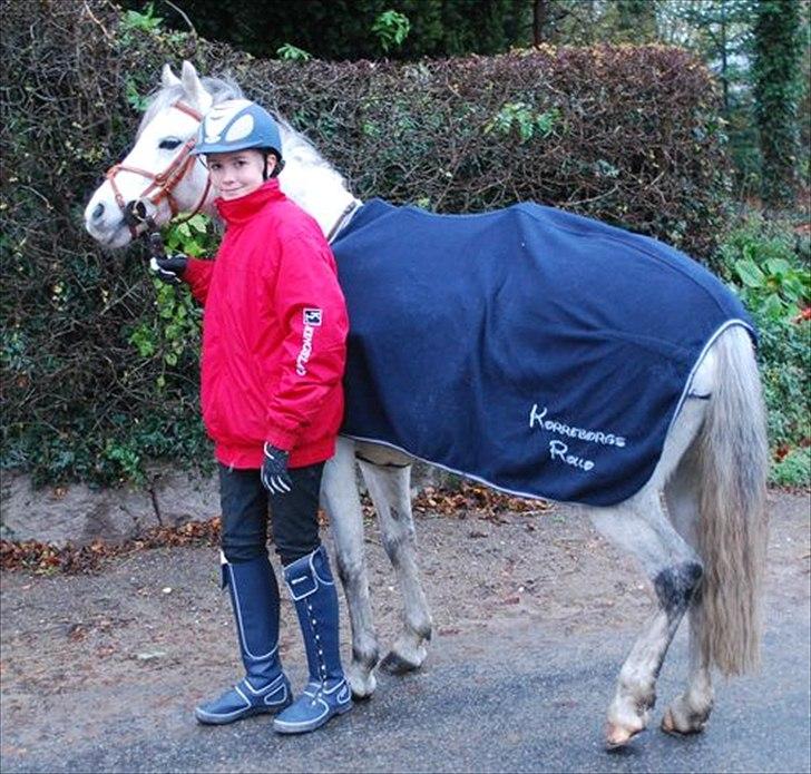 Welsh Pony (sec B) Korreborgs Rollo * SOLGT* - på vej i ridehus billede 10