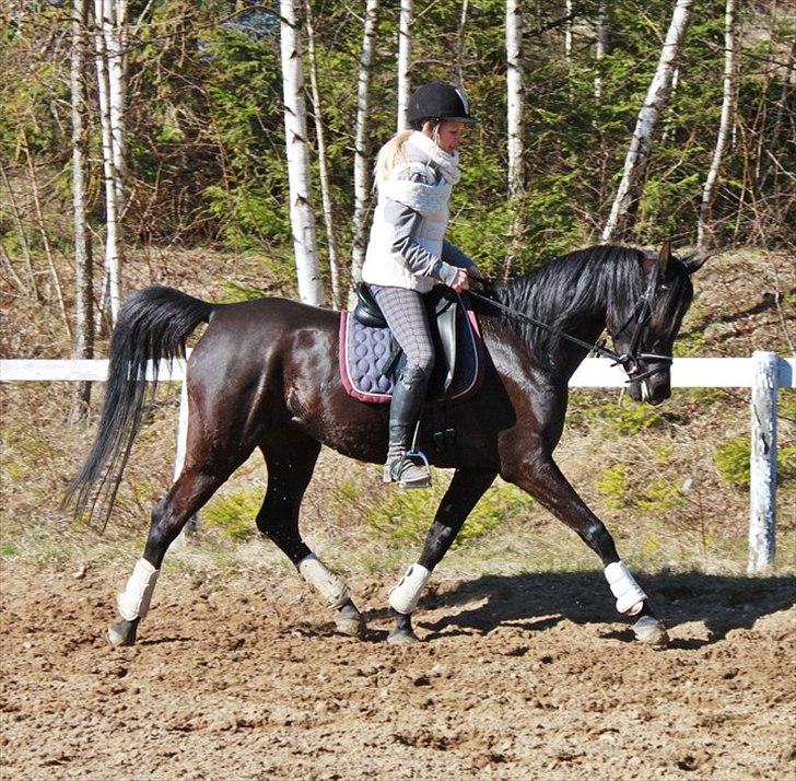 Arabisk fuldblod (OX) Aziza Chacia Lykke  - julen 2010. billede 12