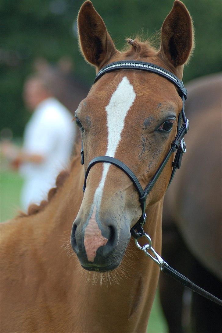 Dansk Varmblod Ellegaardens L'Etrineur billede 1