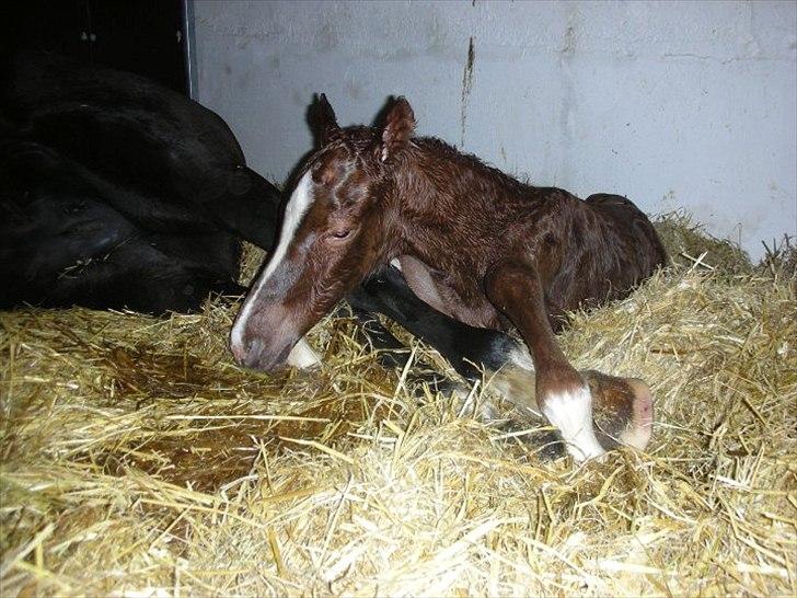 Dansk Varmblod Ellegaardens L'Etrineur - Lige blevet født for 10 min. siden billede 2