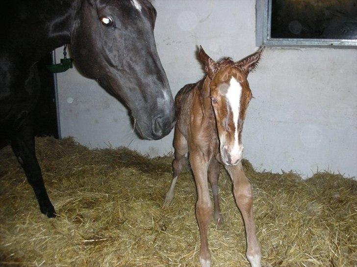 Dansk Varmblod Ellegaardens L'Etrineur - Så kom han op at stå billede 3