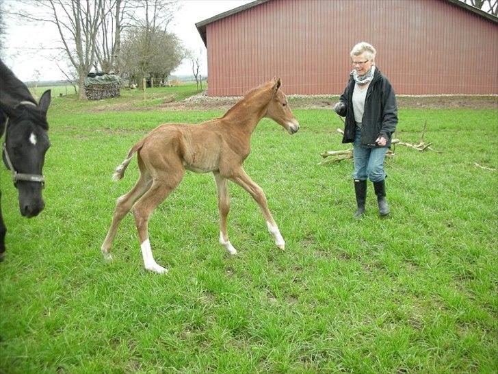 Dansk Varmblod Ellegaardens L'Etrineur - Første dag på marken billede 4