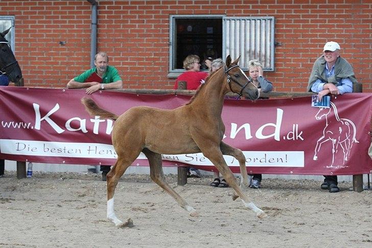 Dansk Varmblod Ellegaardens L'Etrineur - Til følchampionat på Katrinelund billede 5
