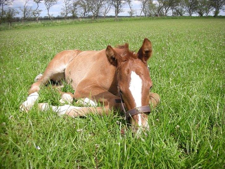 Dansk Varmblod Ellegaardens L'Etrineur billede 6