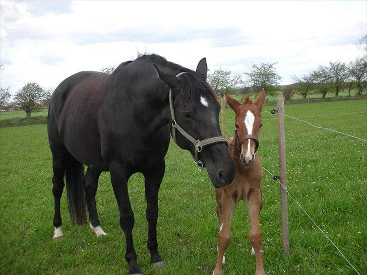 Dansk Varmblod Ellegaardens L'Etrineur billede 7