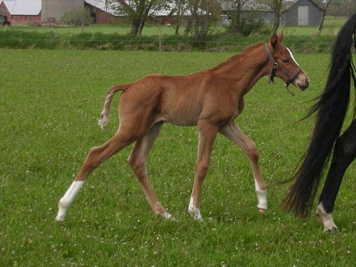 Dansk Varmblod Ellegaardens L'Etrineur billede 8
