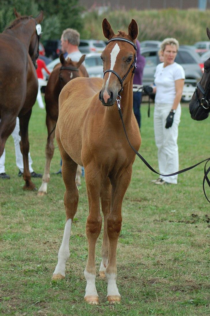 Dansk Varmblod Ellegaardens L'Etrineur billede 9