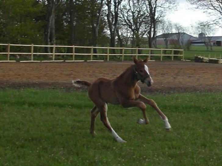 Dansk Varmblod Ellegaardens L'Etrineur billede 10