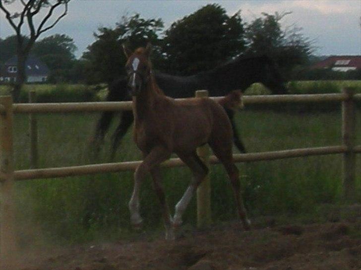 Dansk Varmblod Ellegaardens L'Etrineur billede 11