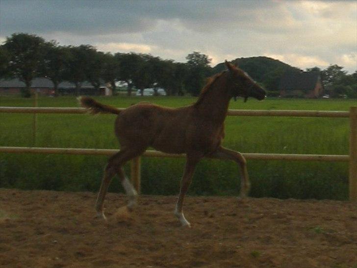 Dansk Varmblod Ellegaardens L'Etrineur billede 12