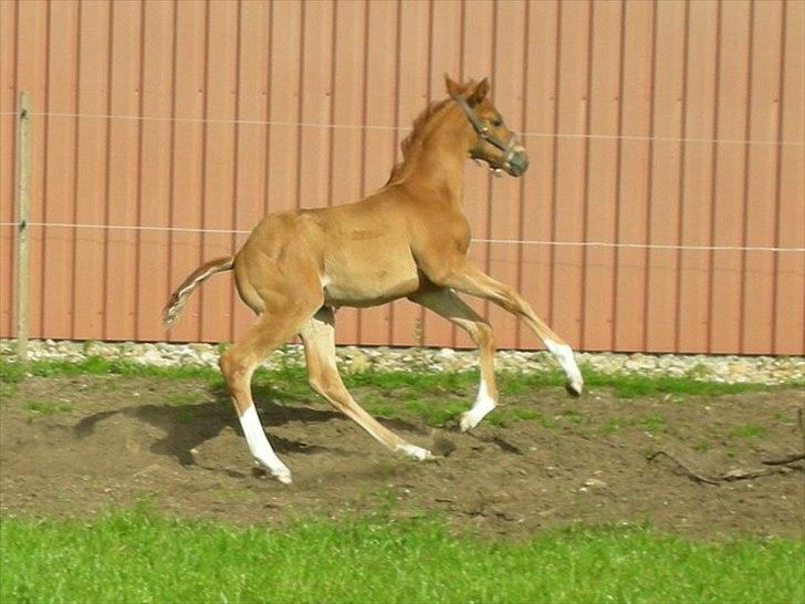 Dansk Varmblod Ellegaardens L'Etrineur billede 13