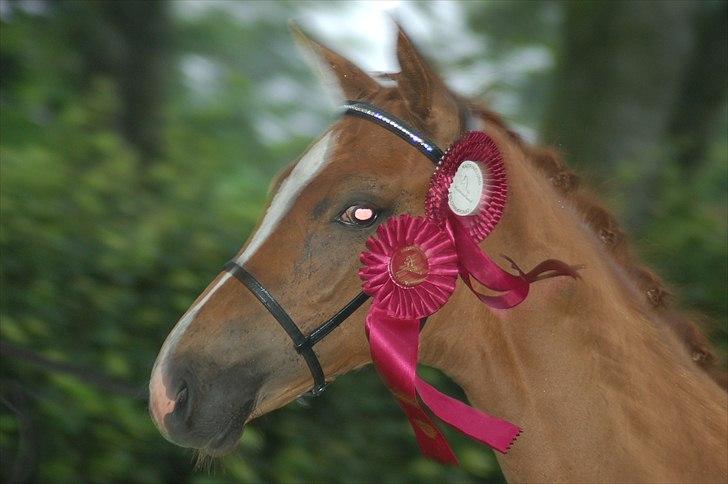 Dansk Varmblod Ellegaardens L'Etrineur billede 14