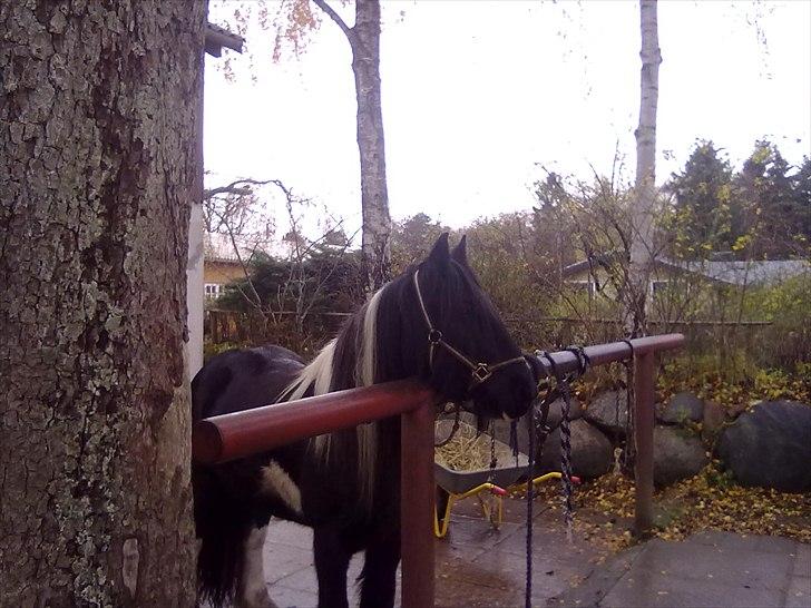 Irish Cob Sir Charles of Ireland - Charles tager lige en slapper billede 4