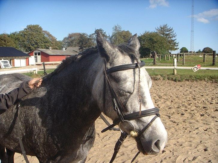 Welsh Pony (sec B) Spinelly (Solgt) - Så hyggeligt - tager lige en lur mens du fletter og nusser billede 20