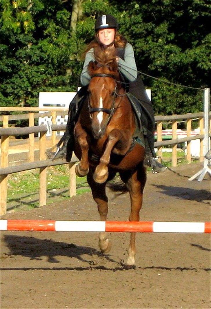 Anden særlig race Jamie - spring :D jeg elsker dig pony !!! <3 billede: Nina Krone :* billede 5
