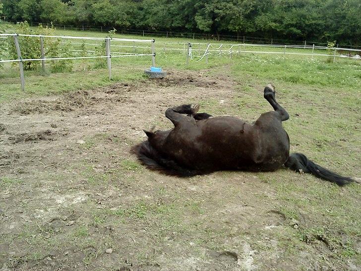 Shetlænder Hugo -  Rulle, rulle, rulle

Du har virkelig charme :* <3 :')
Det vil jeg altid huske dig for! <3 billede 13