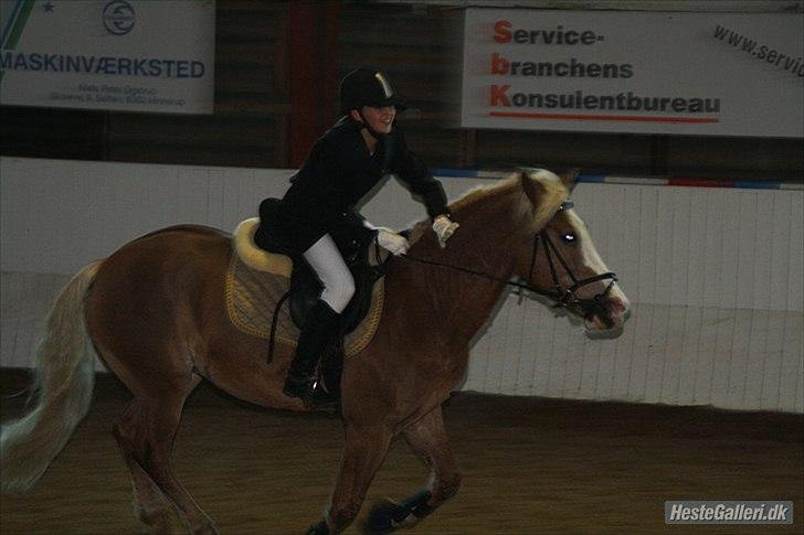 Haflinger Alladin Hestbjerggaard <3 - Fejlfri til vores andet stævne :* Døøøøøgtig pony!<3 :D billede 14