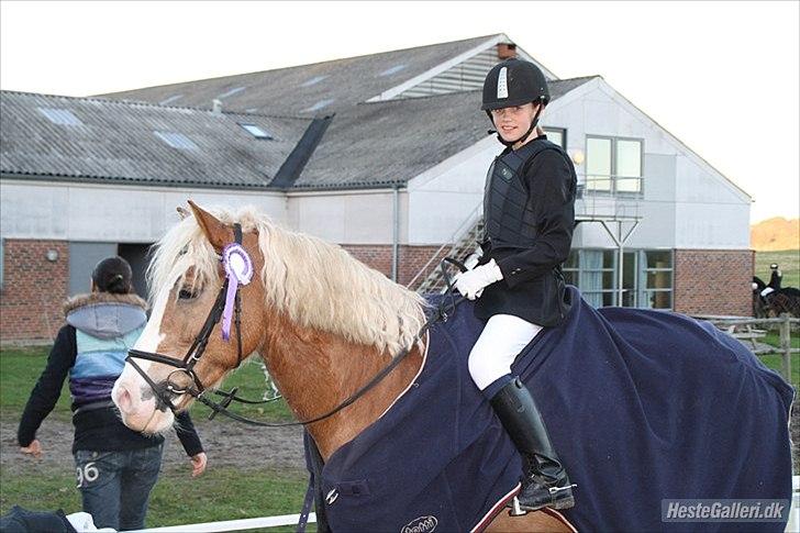 Haflinger Alladin Hestbjerggaard <3 - Efter stævne :D Jeg elsker dig pony!!!  billede 15