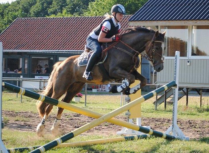 Welsh Cob (sec D) Fronerthig Red Hot Chilli (SOLGT) - - Kæmp for en, der også vil kæmpe for dig. billede 12