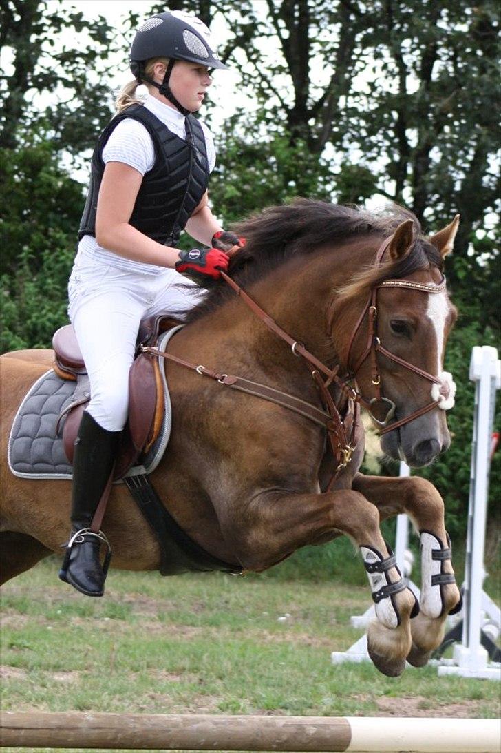 Welsh Cob (sec D) Fronerthig Red Hot Chilli (SOLGT) -  - Det var ikke sejren, jeg ville, det var kampen! billede 19