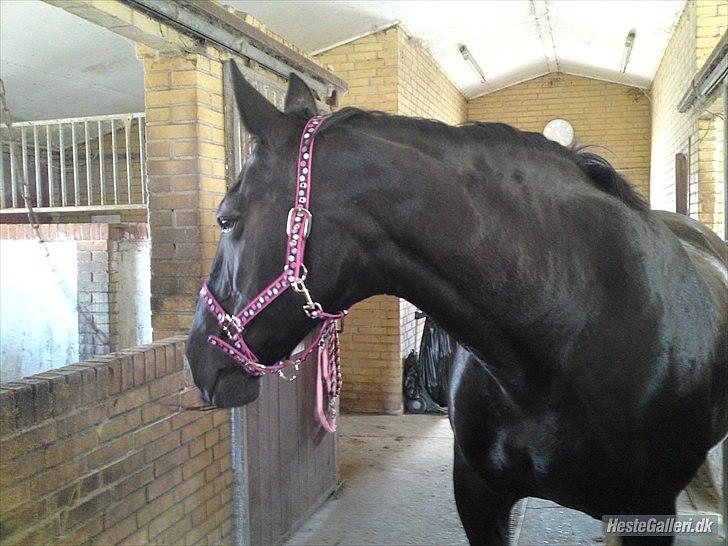 Oldenborg bella billede 5