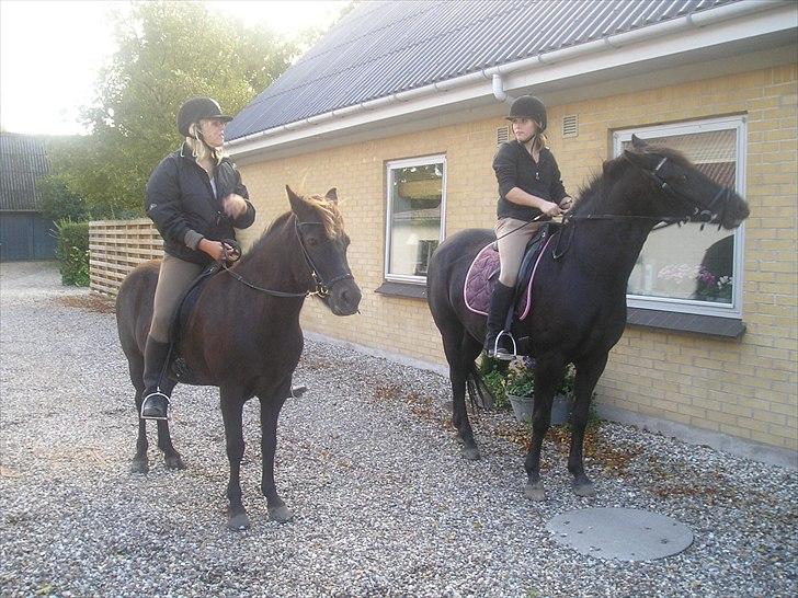 Islænder Litfara fra Gingsholm - Litfara og Bolette og katrine :-) 2006 da jeg lige havde fået hende  billede 17