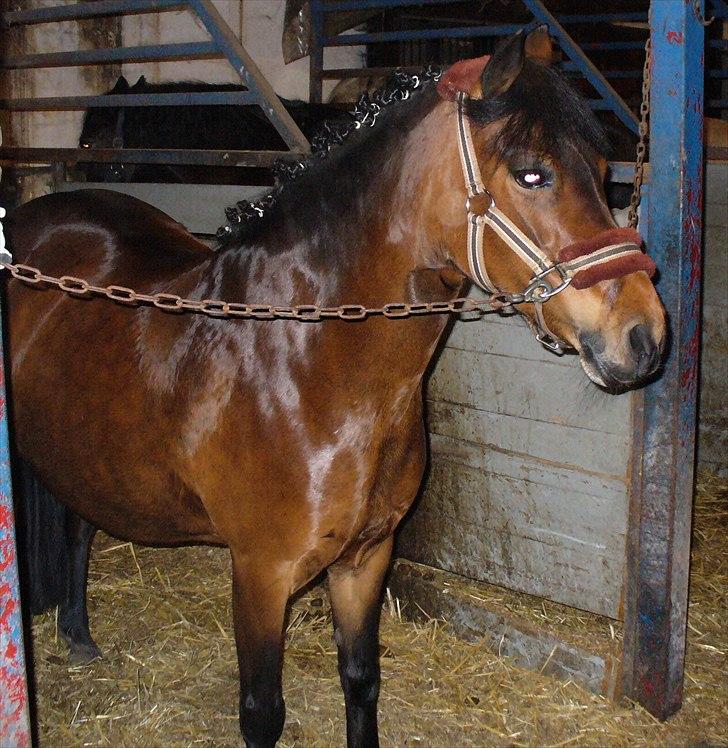 Anden særlig race Mia Maia -  Mia Maia inden "stævnet" med rosenknupper billede 12