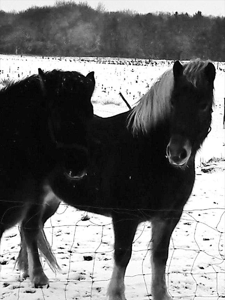 Islænder Herodes <3 billede 15