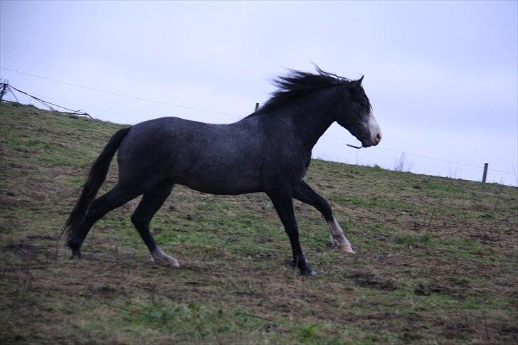 Anden særlig race Rolighedens Caruzo  - 17# Karozo i galop. Foto: Jeanett billede 17