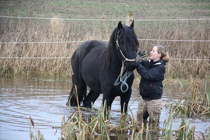 Frieser Chavel - Cille og Cheval, i søen. foto: Jeanett billede 18