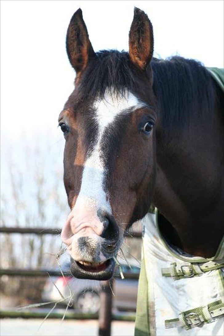 Svensk Varmblod Cordino R.I.P - dino hos tidliger ejer i sverige billede 16