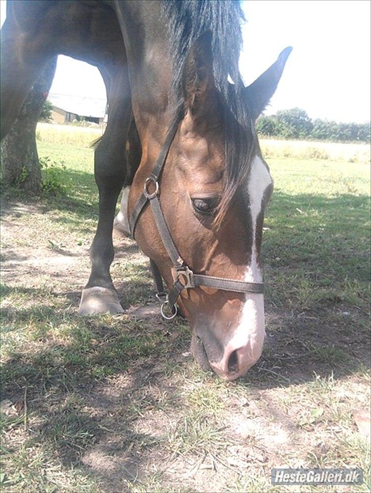 Svensk Varmblod Cordino R.I.P billede 17