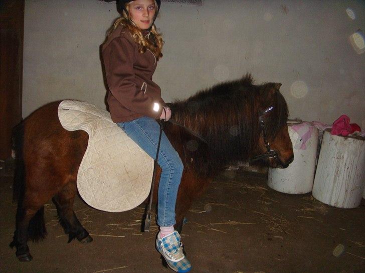 Shetlænder Andrea   billede 12