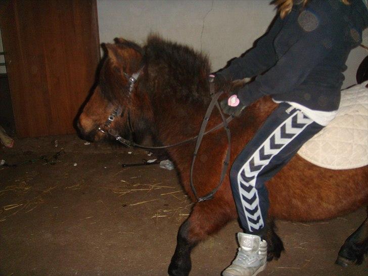 Shetlænder Andrea   billede 13