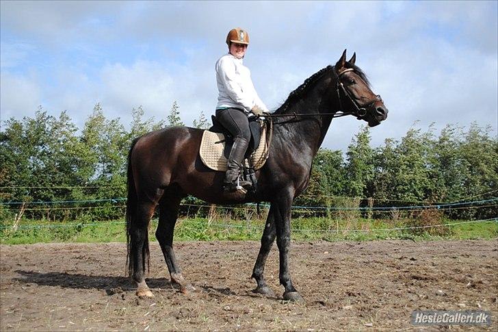 Dansk Varmblod Grønvangs trigger(part) - en af mine første ridetur på denne pragtfulde skønhed billede 1