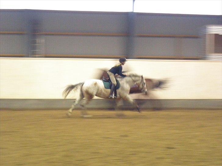 Anden særlig race Ozzy(gammel part) - jorde med Jump i bagrunden;) billede 19