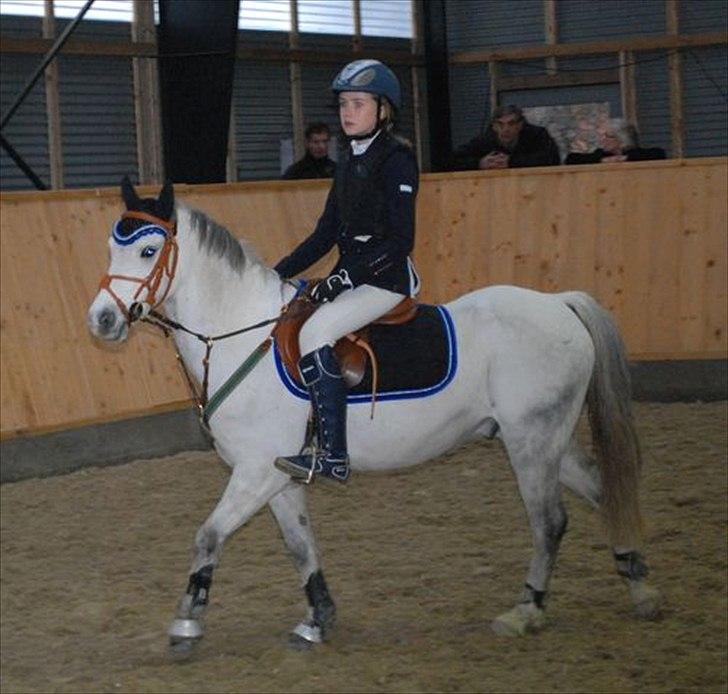 Welsh Pony (sec B) Korreborgs Rollo * SOLGT* billede 18