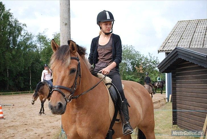 Anden særlig race Qidarr  - Mig som rideskolepony i sommers, der lavede vi " sjov dressur " ( Bakkegården ) 2010 ( Fotograf: Carina/Bakkegård Ridecenter ) billede 19