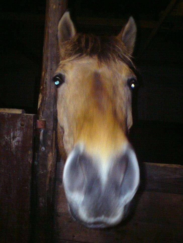 Anden særlig race Qidarr  - Hov, går du allerede?, tjek lige min profil nedenunder. ps. Vil blive rigtig glad for en bedømmelse og kommentar :) ( Rosenlund ) 2010 ( Fotograf: Thea L ) billede 20