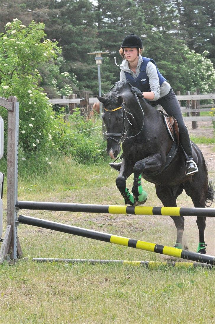 Anden særlig race Horse-Wear's Oktober  - Stald Grauff ridelejr - 2010. billede 14