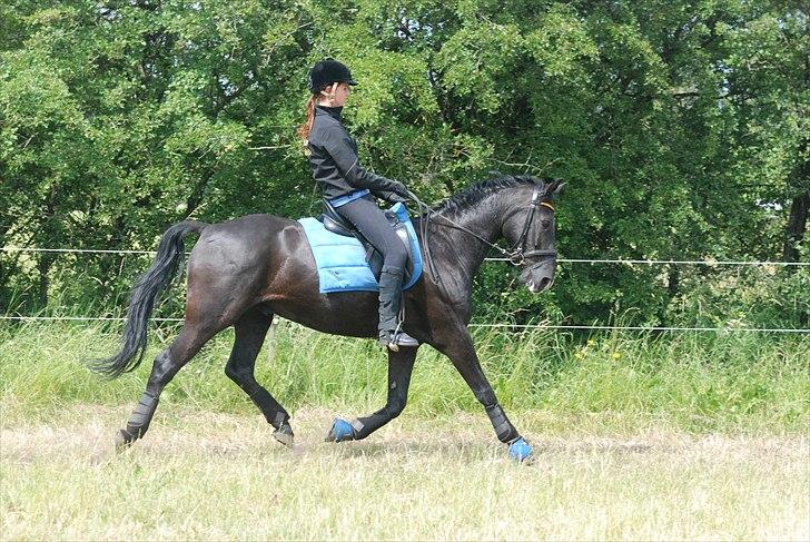 Anden særlig race Horse-Wear's Oktober  - Stald Grauff ridelejr - 2010. billede 15