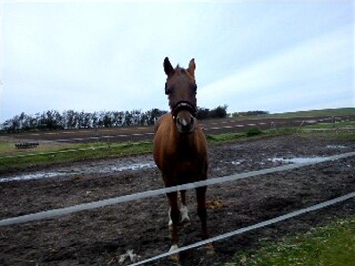 Welsh Cob (sec D) misty ( solgt:´-/ ) - misty elsker og gå på SIN mark<3 billede 5