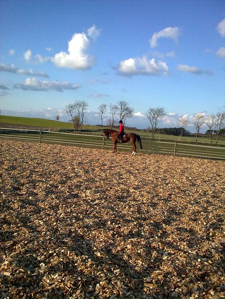 Welsh Cob (sec D) misty ( solgt:´-/ ) - en lille parade(staves) kan vi godt klemme ind<3 billede 6