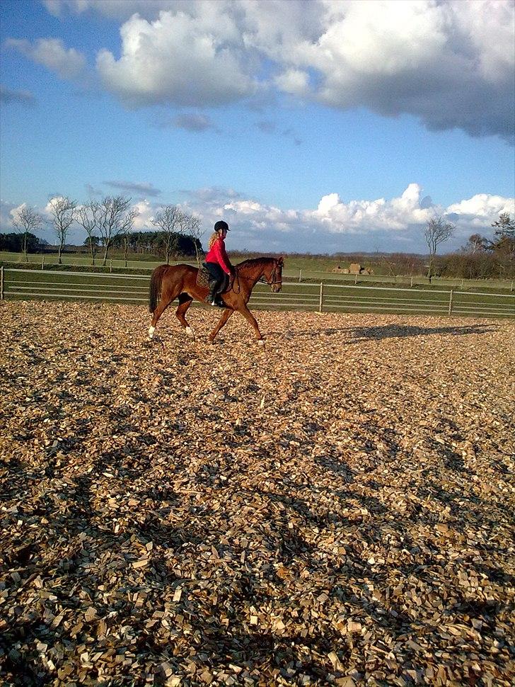 Welsh Cob (sec D) misty ( solgt:´-/ ) - mig og misty er ikke så gode til dressur ved det godt men vi vil heller spring<3 billede 7