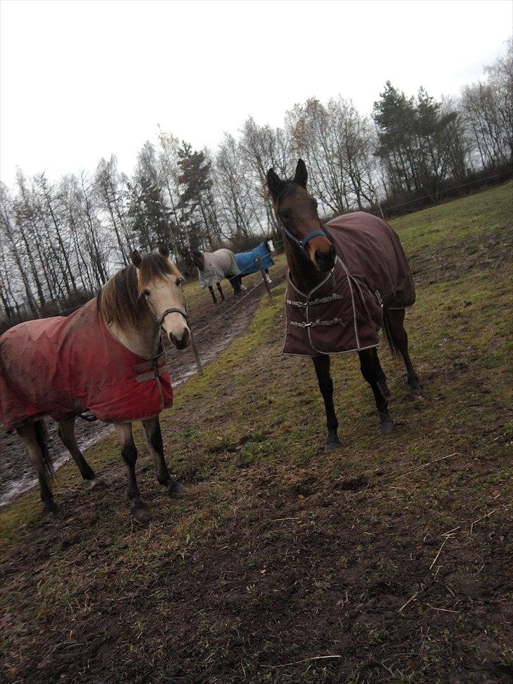 Dansk Varmblod Wolhøjgaards Cati - En dejlig vinterdag på folden med hendes gode ven ;-)<3. billede 12