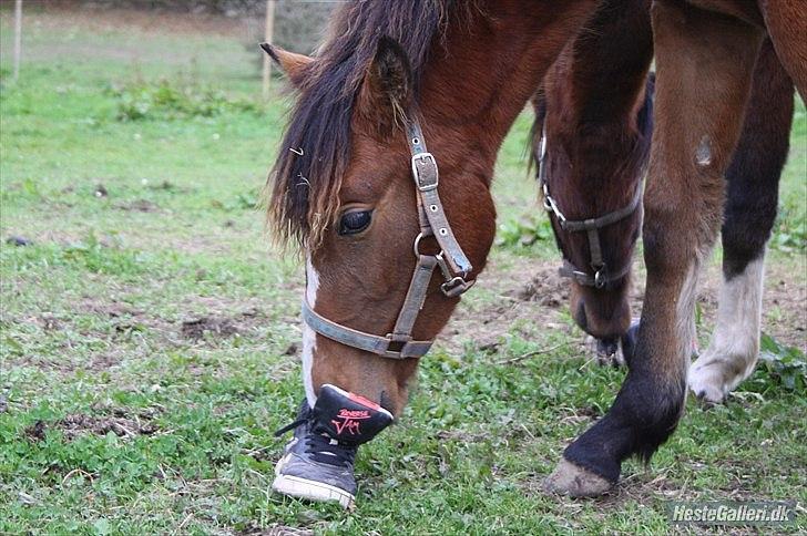 Standardbred Tequila ^SOLGT^ billede 6