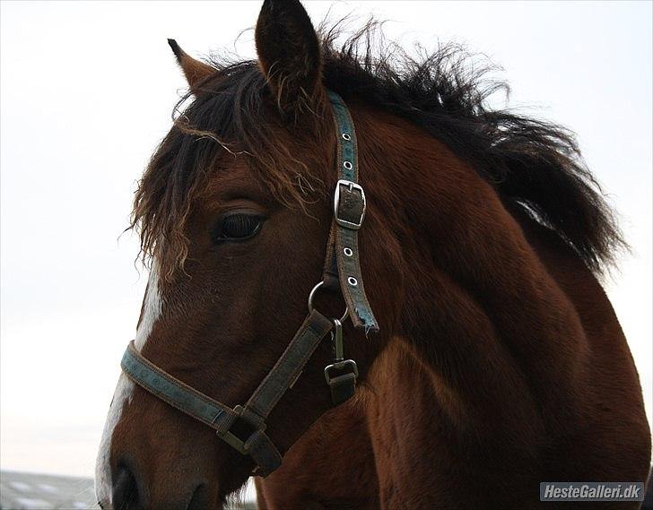 Standardbred Tequila ^SOLGT^ billede 7