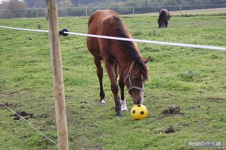 Standardbred Tequila ^SOLGT^ billede 8
