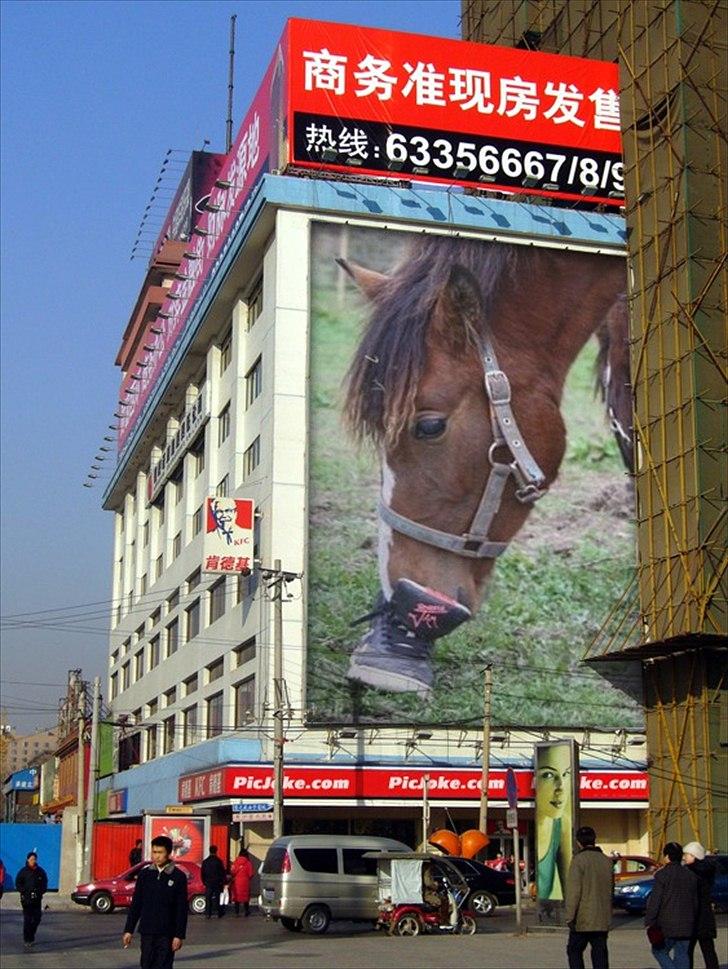 Standardbred Tequila ^SOLGT^ billede 9