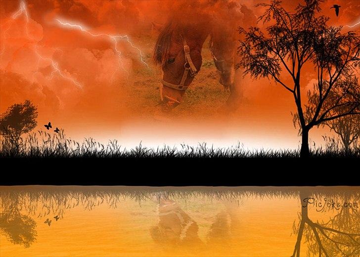 Standardbred Tequila ^SOLGT^ billede 10